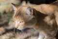 Lonely, sad red cat. Serious adult cat. Beautiful short-hair cat . Royalty Free Stock Photo