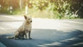 Lonely sad stray dog sitting on the street local road Royalty Free Stock Photo