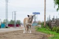 A lonely sad thin white dog howls waiting at the turn of the road. Royalty Free Stock Photo