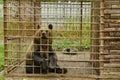 Lonely sad Ussuri brown bear in a cage made of metal bars in zoo