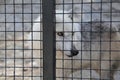 Lonely sad wolf in zoo, in a cage.