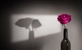 Lonely and Sadness Feeling Concept. Single Pink Rose Flower Shading Shadow on the Wall as Couple. Symbol of Love and Valentines