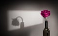 Lonely and Sadness Feeling. Mental Health in Relationship Concept. Pink Rose Flower Shading Shadow on the Wall. Symbol of Love