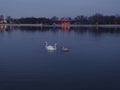 Lonely sailing swans at sunset