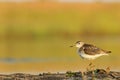 Lonely sandpiper on looking at the sky Royalty Free Stock Photo