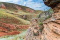 Lonely, scanty wild plants with round berries of pink color on sandstone stones