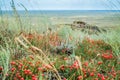 Lonely, scanty wild plants with round berries of pink color on sandstone stones