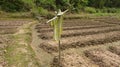 Lonely scarecrow, driving the birds for people