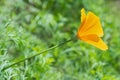 Lonely scarlet wildflower on the blurred green grass background