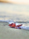 Lonely scorched leaf on the sand, washed by wave Royalty Free Stock Photo
