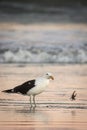 Lonely sea gull on shore Royalty Free Stock Photo