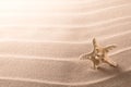 Lonely sea star fish or starfish on beach sand Royalty Free Stock Photo