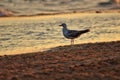 Lonely seagull.