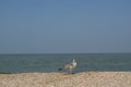A lonely seagull on the beach
