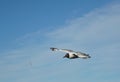 Lonely seagull Black-headed gull bird blue sky clouds. Sea ocean nice picture Royalty Free Stock Photo