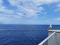 Lonely seagull enjoying summer in Portofino italy