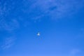 a lonely seagull flies against the blue sky ,seagull symbol of peace