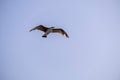 A lonely seagull flies over the blue sky. Seagull hunting fish over the sea. Royalty Free Stock Photo