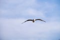 A lonely seagull flies over the blue sky. Seagull hunting fish over the sea. Royalty Free Stock Photo