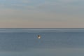 Lonely seagull flies over sea illuminated by light of warm sunset in summer. Minimalistic background with wild bird in sky. Royalty Free Stock Photo