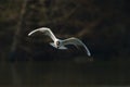 Lonely seagull in flight Royalty Free Stock Photo