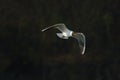 Lonely seagull in flight Royalty Free Stock Photo