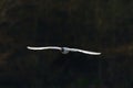 Lonely seagull in flight Royalty Free Stock Photo