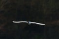 Lonely seagull in flight
