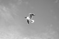 A lonely seagull in flight over the Baltic Sea