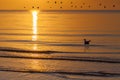 Lonely seagull floating on sea waves during golden sunset with f Royalty Free Stock Photo