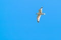 Lonely seagull flying in blue sky