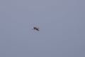 Lonely seagull flying high in the sky Royalty Free Stock Photo