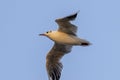 Lonely seagull flying high in the sky Royalty Free Stock Photo