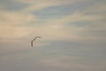 Lonely seagull flying high in the sky Royalty Free Stock Photo