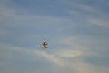 Lonely seagull flying high in the sky Royalty Free Stock Photo