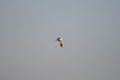 Lonely seagull flying high in the sky Royalty Free Stock Photo