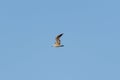 Lonely seagull flying high in the sky Royalty Free Stock Photo