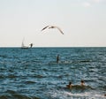 Lonely seagull flying over deep blue Black Sea water in Odesa, Ukraine. Children playing on a foreground and a yacht sailing in a Royalty Free Stock Photo