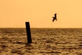 Lonely Seagull flying over the lake in the evening sunset Royalty Free Stock Photo