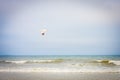 Lonely seagull flying over the ocean in Maine, USA