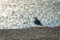 Lonely seagull Larus marinus on a gray pebble beach on a blurred background of silver waves of the sea.