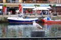 Lonely seagull looking in harbor of Rostock-WarnemÃÂ¼nde