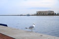 Lonely seagull looking in harbor of Rostock-WarnemÃÂ¼nde