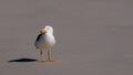 Lonely seagull with orange beak stands on a beach