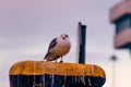 Lonely seagull at the port of Klaipeda, Lithuania Royalty Free Stock Photo