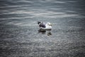 Lonely seagull resting on the calm surface of adriatic sea at the town of Rovinj, Croatia during cold, winter sunset Royalty Free Stock Photo