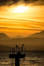 Lonely seagull rests on airport light pole