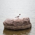 A lonely seagull screams on a stone