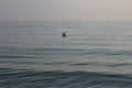 Lonely seagull sitting on calm sea water with morning haze. Calmness and peace concept. Royalty Free Stock Photo