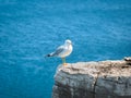 Lonely seagull sitting on the edge of cliff above Cyprus lake